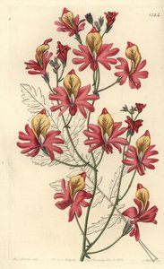 Arme-mans orchidee, Schizanthus grahamii (Stomppettige schizanthus, Schizanthus retusus) door Sydenham Teast Edwards