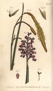 Paarse orchidee, Orchis mascula, Gynandria
