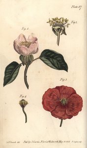 Kweepeerbloem, Cydonia oblonga, Icosandria