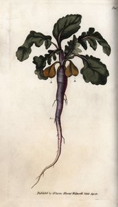 Radijs, uit Botanical Conferences