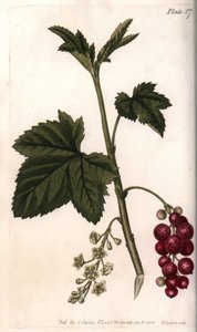 Rode bes. Gekleurde kopergravure, illustratie door Sydenham Edwards (1768-1819) voor Conferenties van Botanische, Botanische Tuin van Lambeth (Engeland)