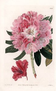 Rhododendron Hybrid Variete - Gegraveerd door S.Watts, uit een illustratie van Sarah Anne Drake (1803-1857), uit het Botanical Register van Sydenham Edwards (1768-1819), Engeland