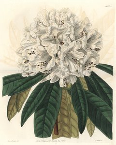 Rhododendron of azalea met witte bloemen, inheems in Nepal