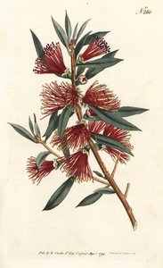 Flesborstel citroen, flesborstel of rode pinplant - Karmozijnrode flesborstel, Callistemon citrinus (Harsh-Lev