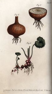 Wortels en bollen van ui en saxifrage, granulee of zogenaamde bolletjes. Gekleurde kopergravure, illustratie door Sydenham Edwards voor Conferences of Botanical, Botanical Garden of Lambeth