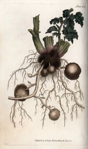 Wortels en knollen van een pootaardappel. Gekleurde kopergravure, illustratie door Sydenham Edwards voor Conferences of Botanical, Botanical Garden of Lambeth