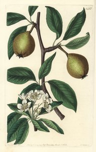 Saliebladige peer - Pyrus salviifolia door Sydenham Teast Edwards