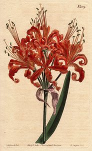 Zalmkleurige amaryllis, met krullende oranje bloem, bloeiend vanaf een enkele steel - uit een botanische illustratie door Sydenham Edwards