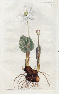 Sanguinaire du Canada - Lithografie door Sydenham Edwards (1768-1819), plaat uit William Curtis
