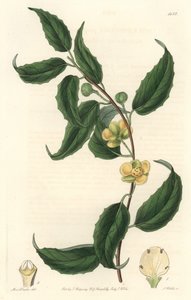 Schisandra heeft gele bloemen, afkomstig uit Nepal