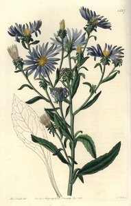 Aster spectabilis
