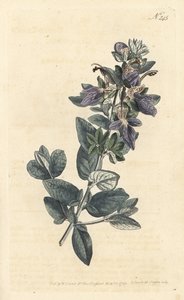 Struikige gamander, Teucrium fruticans (Teucrium latifolium)