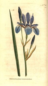 Siberische Iris - Siberische iris, Iris sibirica door Sydenham Teast Edwards