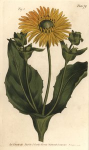 Silphium of harskruid, Silphium asteriscus, Polygamia nessaria door Sydenham Teast Edwards