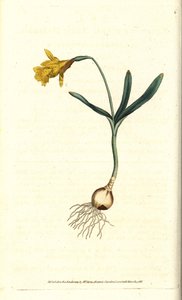 Kleine narcis - Kleinste narcis, Narcissus pseudonarcissus subsp. minor (Narcissus minor). Handgekleurde kopergravure naar een botanische illustratie door James Sowerby uit William Curtis
