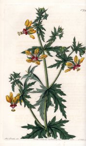 Kruidige papaver