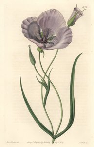 Prachtige calochorte (prachtige mariposa), inheems in Californië door Sydenham Teast Edwards
