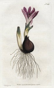Lentebolbocode of campanette - Lithografie door Sydenham Edwards (1768-1819), uit William Curtis