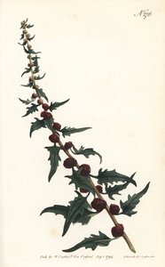Aardbeispinazie in baguette - Bladganzenvoet, Chenopodium foliosum (Aardbeiblad, Blitum virgatum). Handgekleurde kopergravure door Sansom naar een illustratie door Sydenham Edwards uit William Curtis