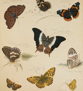 Studies van Vlinders en Insecten