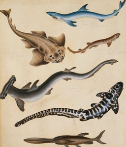 Studies van vissen waaronder haai, snoek, karper en brasem door Sydenham Teast Edwards