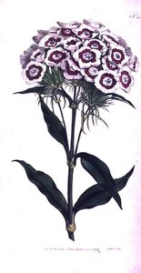 Sweet William of Baardroze (Dianthus barbatus), plaat 205 uit William Curtis