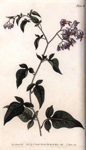 Zoete bitter of bitterzoete nachtschade. Gekleurde kopergravure, illustratie door Sydenham Edwards voor Conferences of Botanical, Botanical Garden of Lambeth