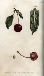 De peulvrucht van de erwt en sectie van de vrucht van de kers, uit Botanical Conferences