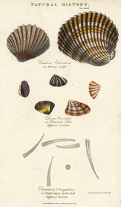 Doornige kokkel, Cardium echinatum, afgeknotte purr, Donax crenulata, en achtkantige tandenschelp, Dentalium octangulatum. Handgekleurde kopergravure naar Sydenham Edwards uit John Mason Good