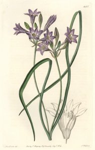 Triteleia of brodiacea lache, uit het Botanical Register