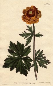 Trollius asiaticus