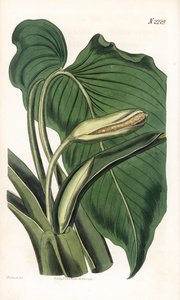 Variété de calla ou arum - Aromatische calla, Homalomena aromatica (Calla aromatica). Handgekleurde kopergravure door Weddell naar een illustratie door Sydenham Edwards uit Samuel Curtis