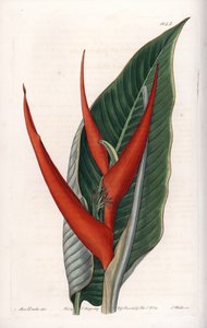 Variëteit van heliconia (zogenaamde bloemige) - Plaat gegraveerd door S.Watts, gebaseerd op een illustratie van Sarah Anne Drake (1803-1857), uit het Botanical Register van Sydenham Edwards (1768-1819), Engeland