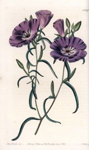 Variëteit van Clarkia, inheems in Zuid-Amerika - Gegraveerd door S.Watts, uit een illustratie van Sarah Anne Drake, uit het Botanical Register van Sydenham Edwards, Engeland door Sydenham Teast Edwards