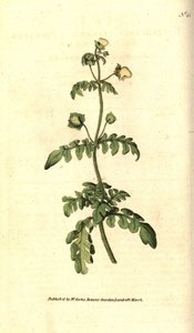 Calceolaria door Sydenham Teast Edwards