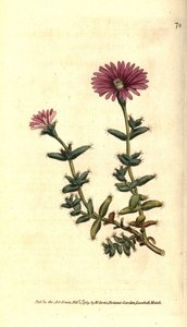 Mesembryanthemum barbarum
