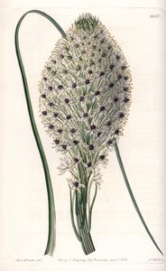 Variëteit van liliaceae (Helonias asphodeloides)