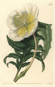 Variëteit van teunisbloem - Witte rechtopstaande teunisbloem, Oenothera anisoloba