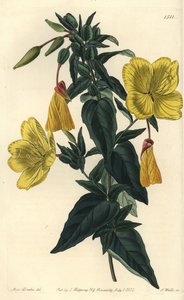 Oenothera glauca