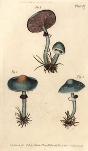 Groene zwam of groene agaric, Stropharia aeruginosa, Fungi, Cryptogamia door Sydenham Teast Edwards