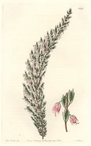 Vesiculaire Epiary, oorspronkelijk uit Europa - Sterk water door S. Watts naar een illustratie van Sarah Anne Drake (1803-1857), uit het Botanical Register