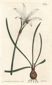 Virginia Amaryllis - Atamasco lelie, Zephyranthes atamasco (Amaryllis atamasco) door Sydenham Teast Edwards