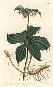 Virginia Medeole of wilde komkommer