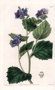 Viskeuze Phacelia