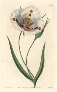 Witbloemige calochorte (mariposa), inheems in Californië