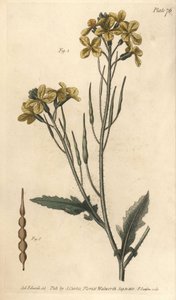 Wilde radijs, Raphanus raphanistrum, Siliquosa. Handgekleurde kopergravure door F. Sansom naar een botanische illustratie door Sydenham Edwards voor William Curtis