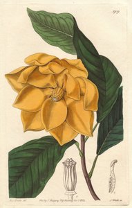 Geelbloemige Magnolia, afkomstig uit Java (Indonesië) - Sterk water door S. Watts uit een illustratie van Sarah Anne Drake (1803-1857), uit het Botanical Register door Sydenham Teast Edwards