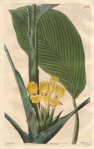 Gele-bloemige calathea, inheems in Brazilië - S. Watts sterke water uit een illustratie door M. Mart, uit het Botanical Register door Sydenham Teast Edwards