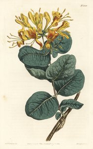 Geelbloemige kamperfoelie, uit het Botanical Magazine