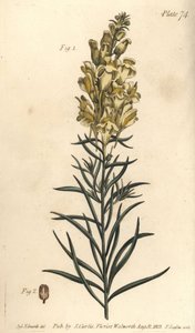 Gele leeuwenbek of snapdragon, Antirrhinum majus, Angiospermia door Sydenham Teast Edwards